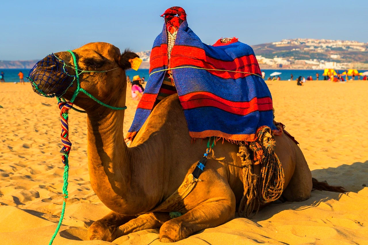 Kamel sitzt am Strand von Agadir